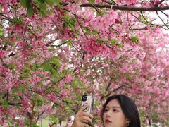 -天适樱花悠乐园