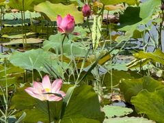 -野鸭湖国家湿地公园