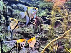 -上海海洋水族馆