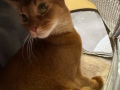 -宠爱国际动物医院·消化内科·心肾内科·ISFM猫友好(望京店)