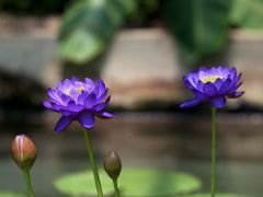 -国家植物园南园