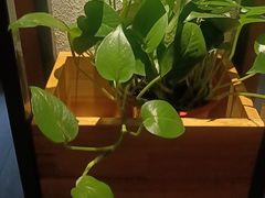 -胡家大厨(西三庄店)