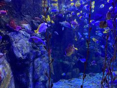 -太平洋海底世界