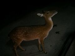 -清迈夜间动物园