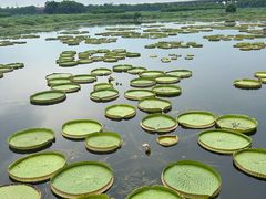 -荷塘月色湿地公园·向阳花洲