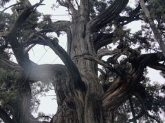 -黄帝陵
