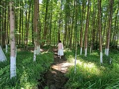 -桤木河湿地公园