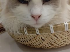 -共舞时光猫咖·狗咖(新街口店)