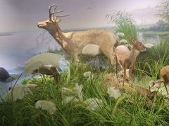 -湖南省地质博物馆