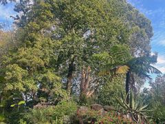 -墨尔本皇家植物园