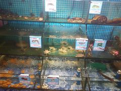 水产区-范饭椰林川湘味海鲜·椰子鸡(三亚湾椰梦长廊店)