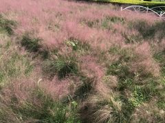 -广东花都香草世界旅游度假区