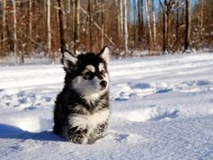 -长白山万达国际滑雪场