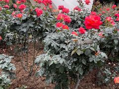 -人民公园(罗湖区)