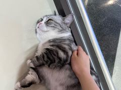 -三花喵·撸猫购宠·宠物生活馆(虹桥南丰城店)
