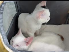 -纳吉亚猫专科动物诊疗中心(蒋宅口分院)