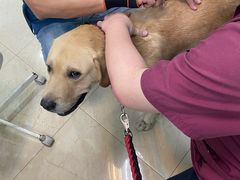 -瑞派申生动物医院·24H夜诊·国际动物医疗中心·骨外科(吴中路店)