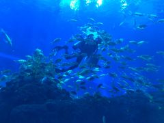 -成都浩海立方海洋公园