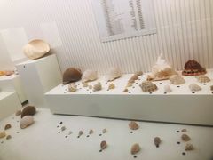 -青岛贝壳博物馆