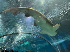 -上海海洋水族馆