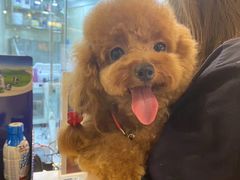 -momokira米努特·德文卷毛猫·棉花面纱犬