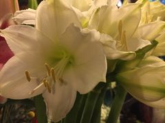 -静岸花卉园艺(三星坊店)