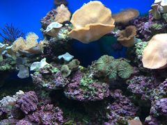 -御唐府海珊瑚主题餐厅