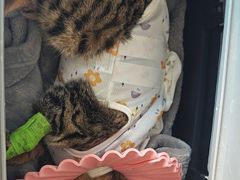 -伟伟宠物医院·瑞派猫友好医院·猫科(光谷店)