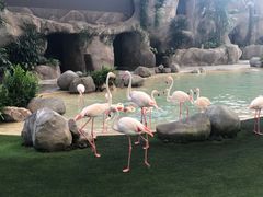 -新加坡飞禽公园