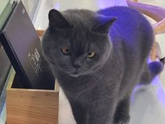 -喵园·猫主题咖啡厅·撸猫·猫咖(国贸店)