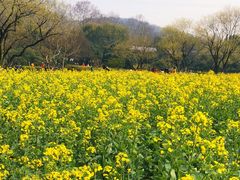 -八卦田遗址公园
