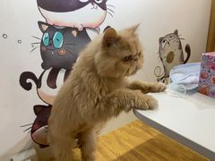 -小时光咖啡馆(开森度假森林店)