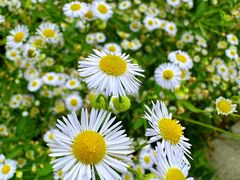 -国际非物质文化遗产博览园