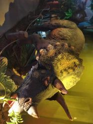 点击看大图 -恐龙探索乐园(磁器口店)