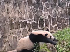 -都江堰中华大熊猫苑