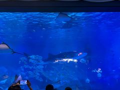 -烟台海昌鲸鲨海洋公园