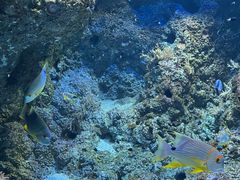 -新加坡海洋生态馆