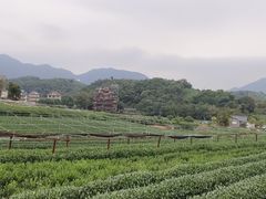 -龙坞茶村