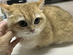 -御宝贝·A梦猫科宠物医院(国际猫友好医院)