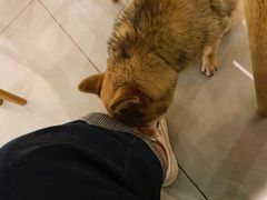 -柴务处·柴犬主题狗咖