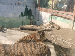 -栾川竹海野生动物园