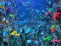 -海合安青岛极地海洋公园
