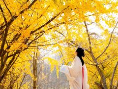 -千年银杏谷文化旅游区