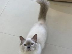 -怪兽屋·羊驼·猫咖·狗咖(俊华广场店)