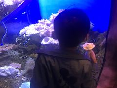 -芜湖新华联大白鲸海洋公园