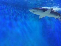 -太平洋海底世界