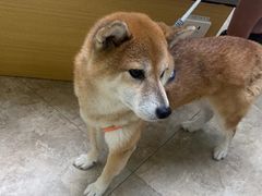 -美联众合动物医院·24h转诊中心