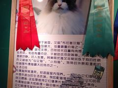-猫十亿·布偶金渐层·曼基康矮脚猫舍(青年路店)