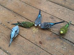 -南宫五洲植物乐园