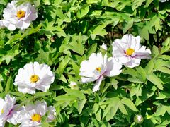 -洛阳郁金香牡丹园